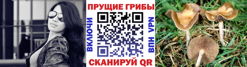 Псилоцибиновые грибы GOLDEN TEACHER  Гаврилов-Ям 